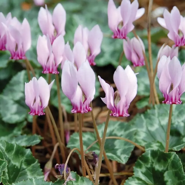 Cyclamen hederifolium hot sale